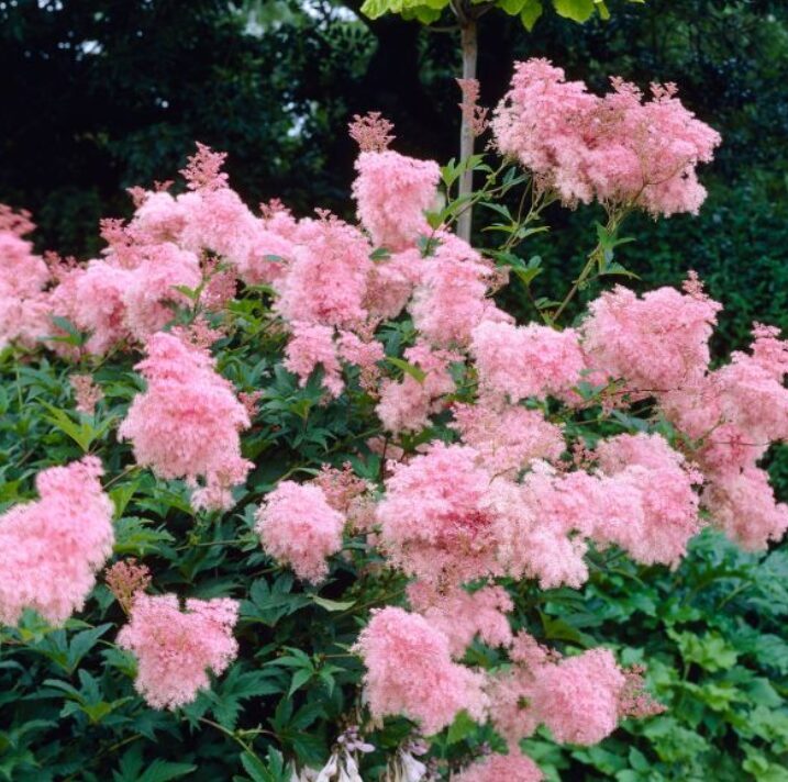 Vīgrieze 'Venusta'  (pieejams no jūnija)